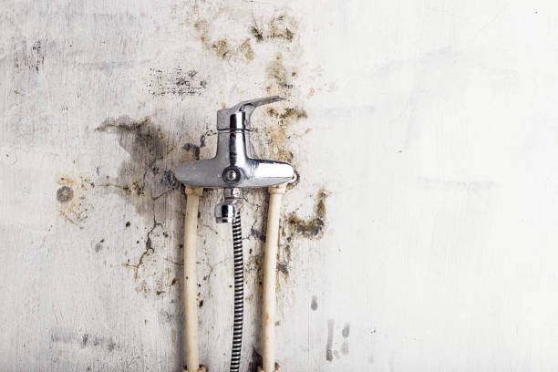 Best Mold Cleaning Services  in Spotsylnia Courthouse, VA