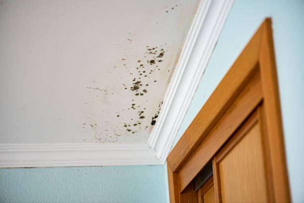 Best Fast Mold Removal  in Spotsylnia Courthouse, VA