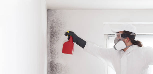 Best Mold Removal Near Me  in Spotsylnia Courthouse, VA