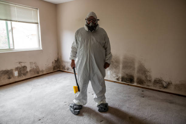 Best Black Mold Removal  in Spotsylnia Courthouse, VA