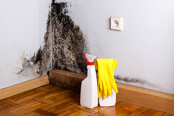Best Mold Testing  in Spotsylnia Courthouse, VA