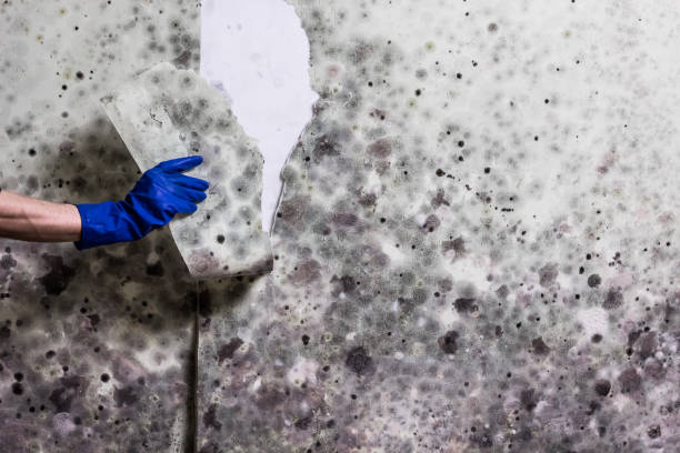 Office Mold Removal Services in Spotsylvania Courthouse, VA
