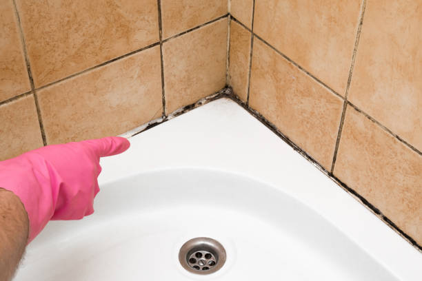 Best Mold Remediation  in Spotsylnia Courthouse, VA