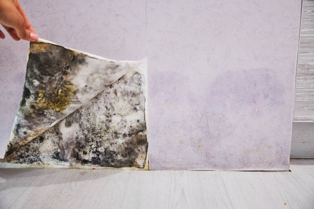 Best Home Mold Removal  in Spotsylnia Courthouse, VA